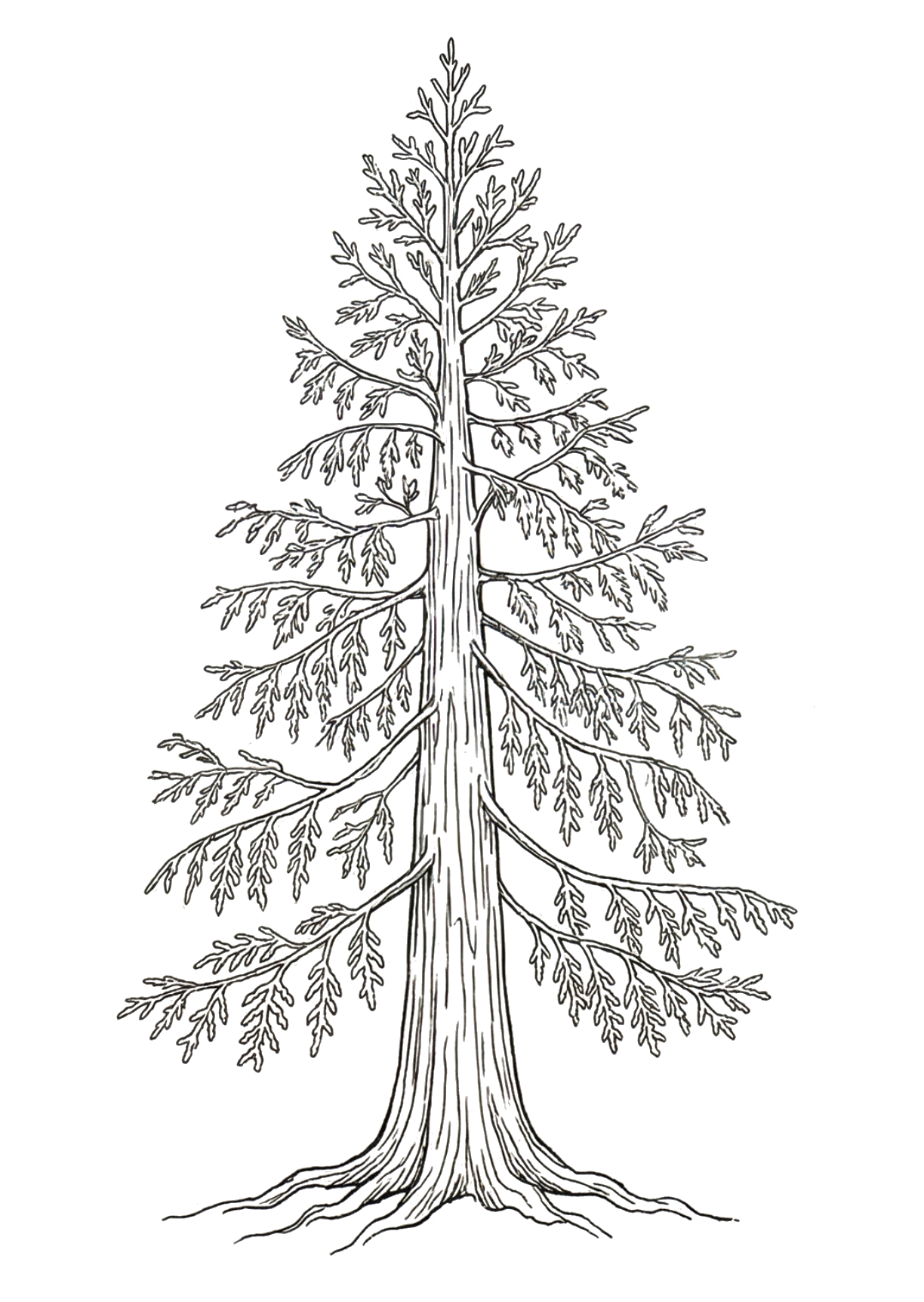 Red Cedar tree illustration
